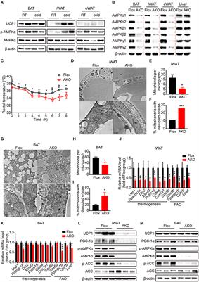 AMP-Activated Protein Kinase (AMPK) Regulates Energy Metabolism through Modulating Thermogenesis in Adipose Tissue